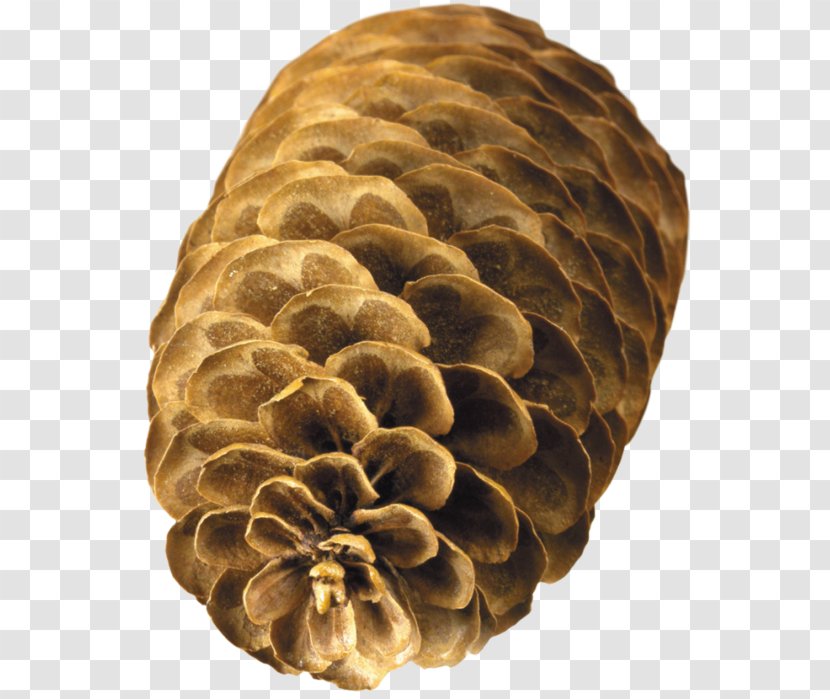 Conifer Cone Clip Art Image JPEG - Natural Material - Fir Transparent PNG