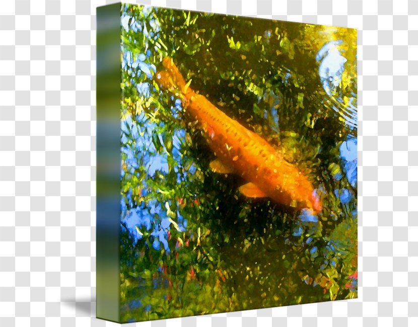 Koi Goldfish Canvas Print Gallery Wrap - Art - Coy Fish Transparent PNG