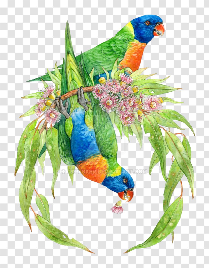 Bird Parrot Lories And Lorikeets Rainbow Lorikeet Drawing - Watercolor Painting - Wreath Transparent PNG