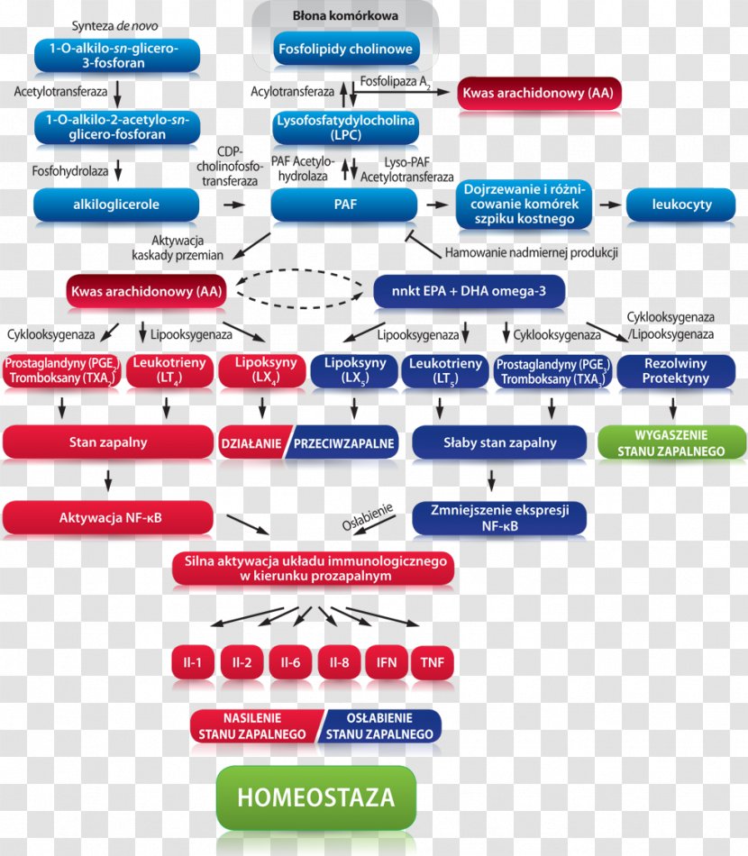 Brand Font - Diagram - Design Transparent PNG