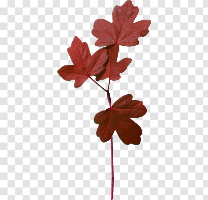 Red Maple Tree - Leaf - Plane Geranium Transparent PNG