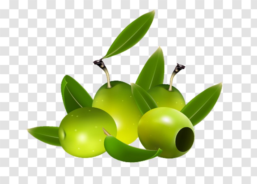 Olive Oil Royalty-free Vector Graphics Illustration - Plant - Green Olives Transparent PNG