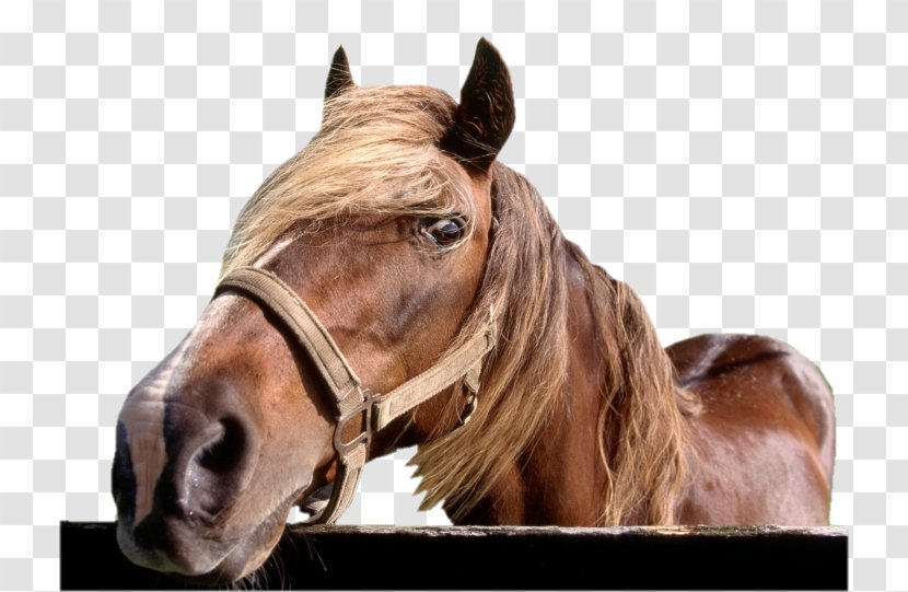 Rocky Mountain Horse Kentucky Saddle 3D Film Equestrian - Goldorak Transparent PNG
