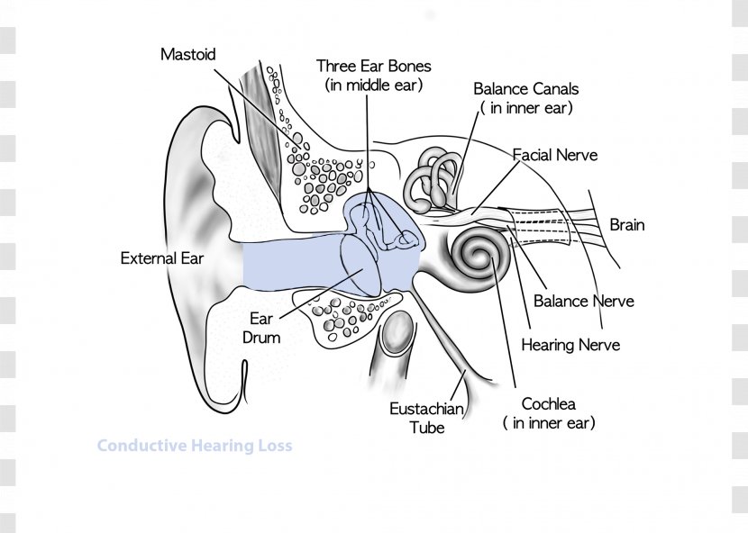 Sensorineural Hearing Loss Conductive - Frame - Ear Transparent PNG