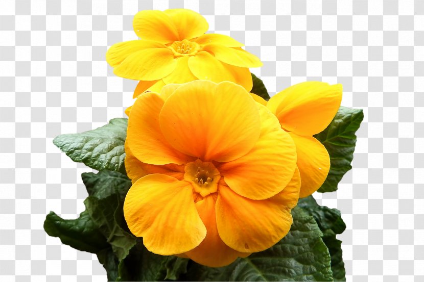 Cowslip Primrose Yellow Flower Image - Topprimrose Transparent PNG