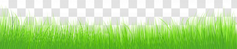 Wheatgrass Green Leaf Plant Stem Wallpaper - Spring Grass Transparent Clip Art Image Transparent PNG