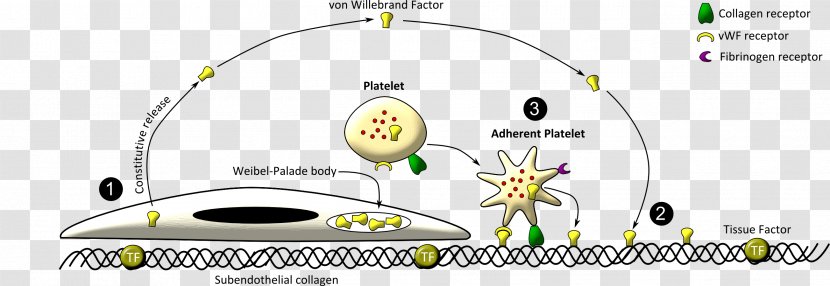 Clip Art Image Transparency Hemostasis - Blood - Cells Transparent PNG