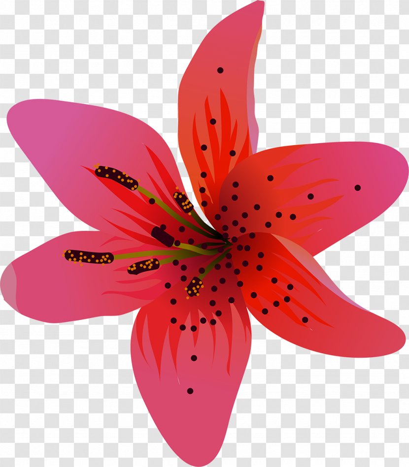 Flower Lilium Liliaceae Petal Plant - Lily M - Lilly Transparent PNG