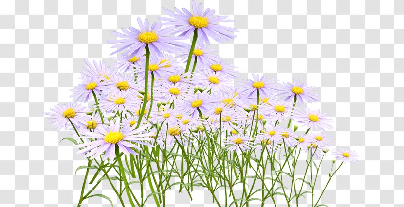 Chrysanthemum Tea Oxeye Daisy Yellow - Petal Transparent PNG