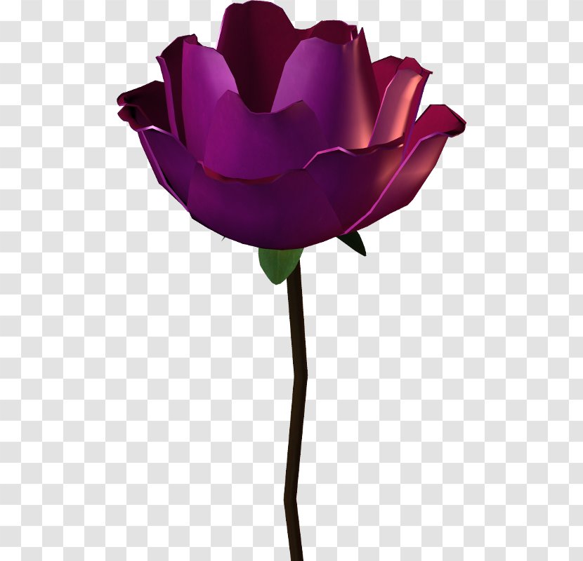 Garden Roses Flower Cabbage Rose - Craving Frame Transparent PNG