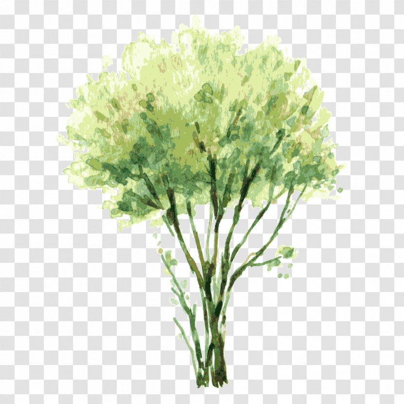 Watercolor Painting Tree Shrub Illustration - Tree,Trees Transparent PNG
