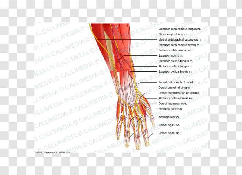 Thumb Nerve Muscle Forearm Blood Vessel - Watercolor - Hand Transparent PNG