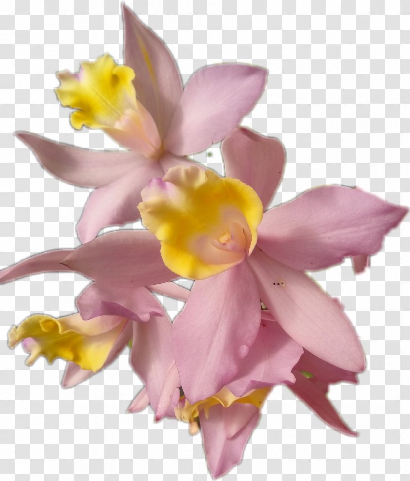 Lily Flower Cartoon - Petal - Wildflower Moth Orchid Transparent PNG