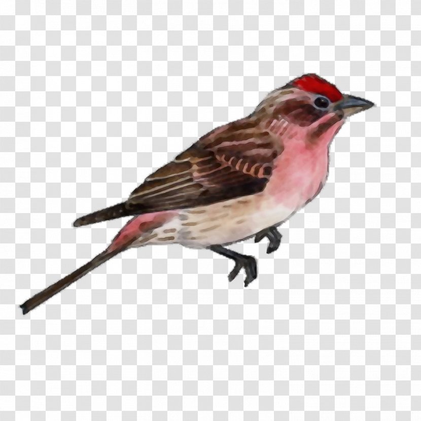 Bird Beak Finch House Sparrow - Wren Chipping Transparent PNG