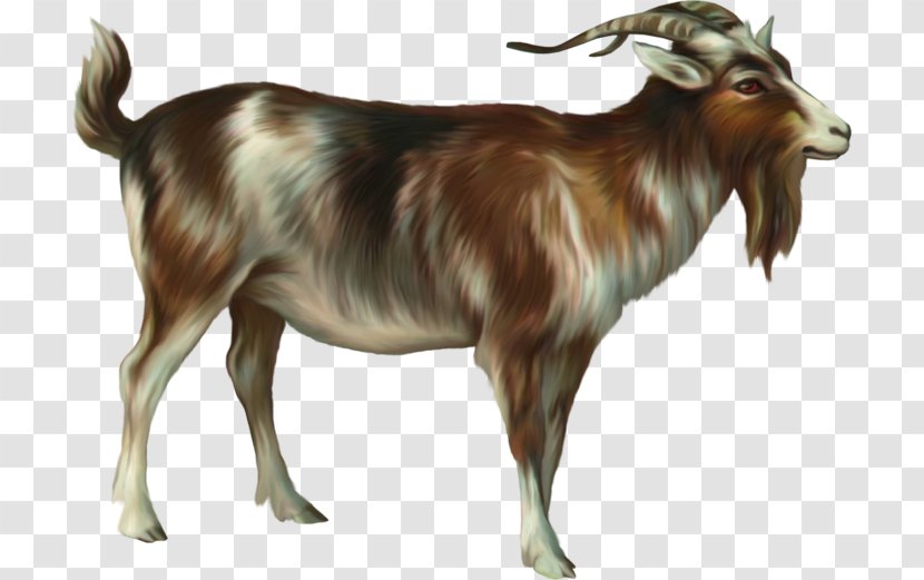 Ahuntz Goat Sheep - Antelope Transparent PNG