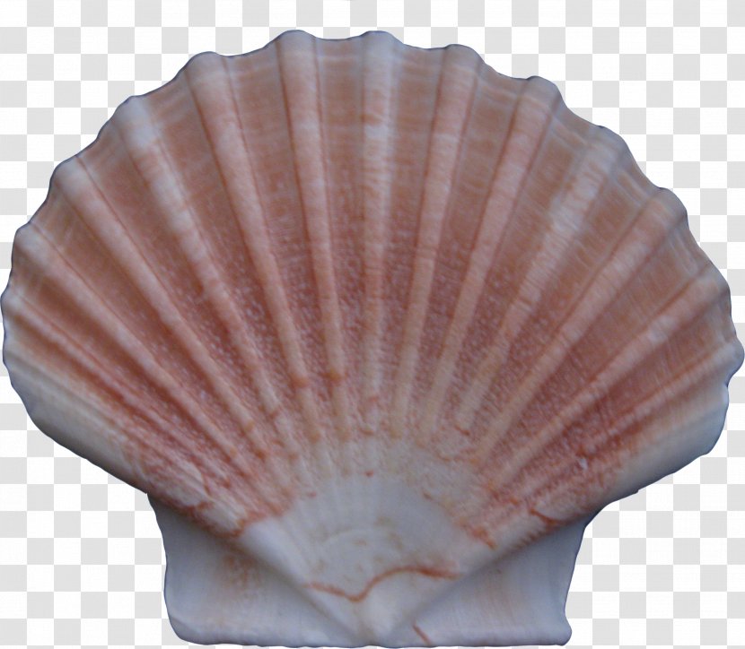 Cockle Conchology Seashell - Creative Seashells Transparent PNG
