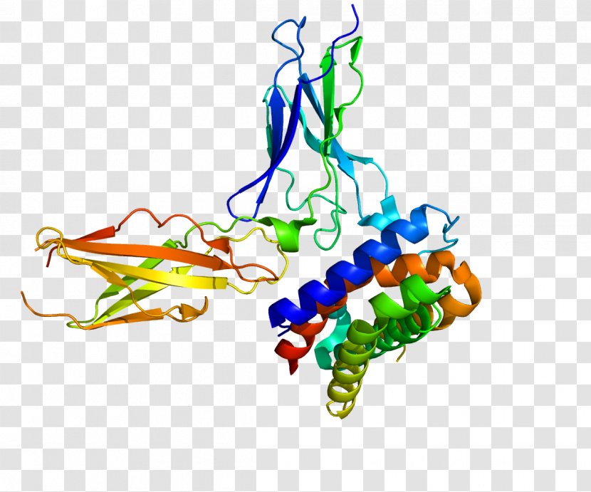 Interferon Type III Interleukin 29 28 Receptor - Organism - Protein Transparent PNG