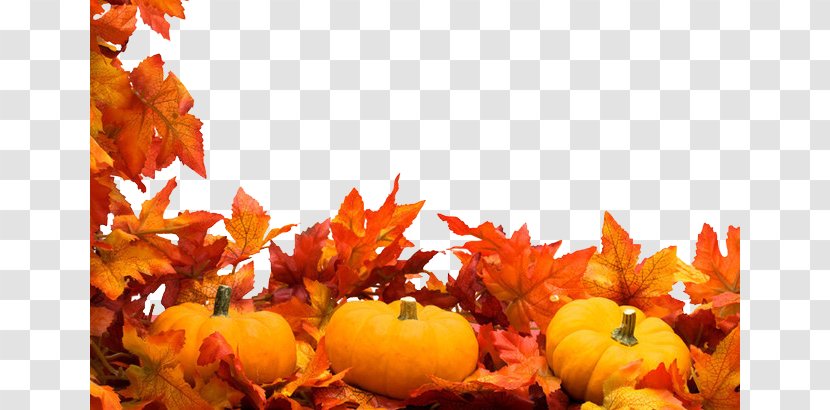 Autumn Harvest Festival Stock Photography Clip Art - Leaf - Maple Pumpkin Transparent PNG