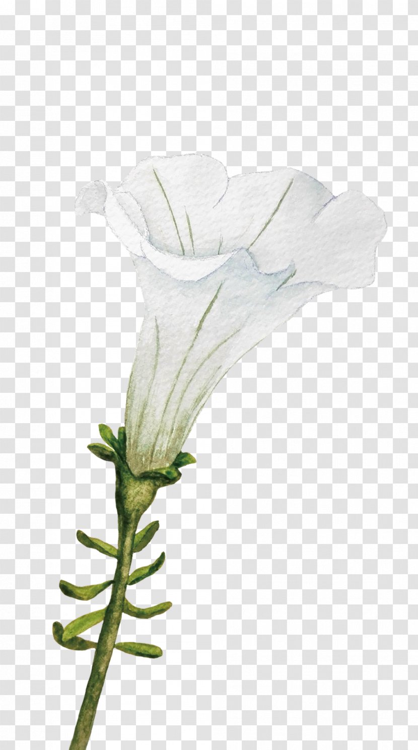 Cut Flowers Ipomoea Nil White Plant - Cartoon - Hand Painted Trumpet Transparent PNG