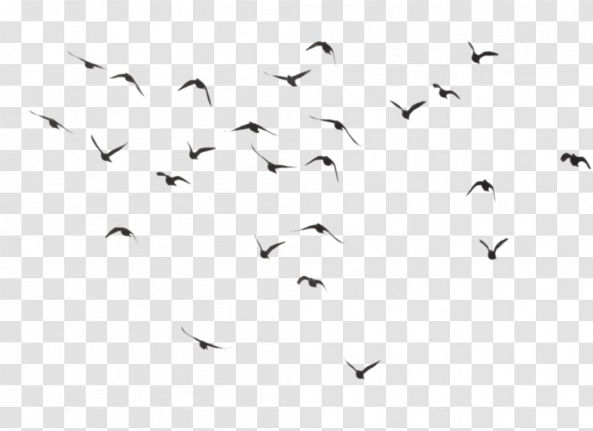 Hummingbird Flock Clip Art - White - Pigeons Fly Material Transparent PNG