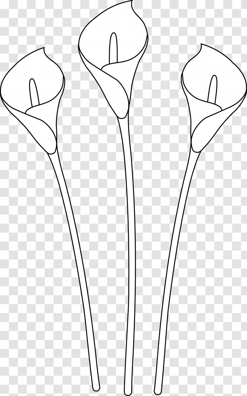 Arum-lily Easter Lily Drawing Line Art Clip - Painting - Calla Pics Transparent PNG