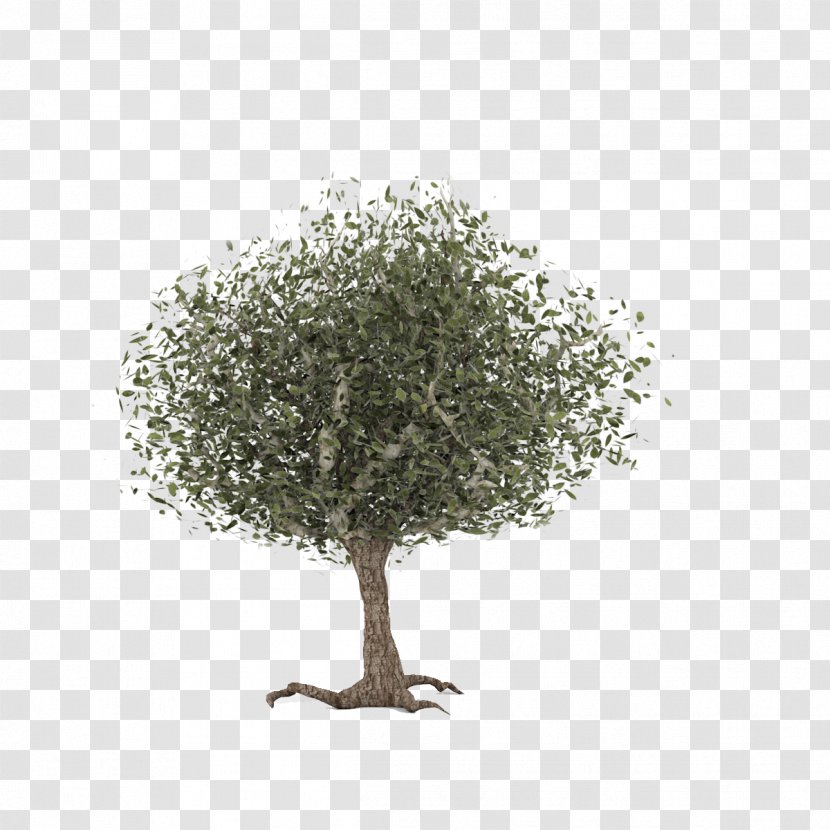 Twig Common Hawthorn Celtic Sacred Trees - Symbol - Tree Transparent PNG