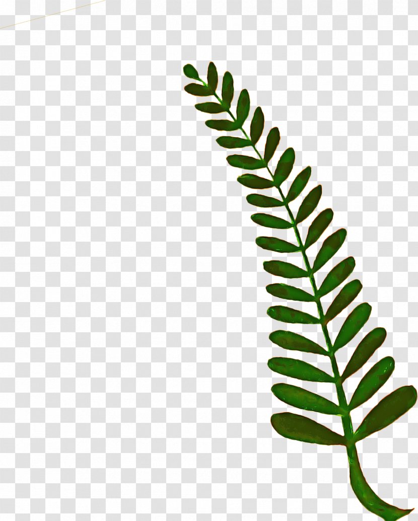 Green Leaf Background - Vascular Plant - Caulerpa Ostrich Fern Transparent PNG