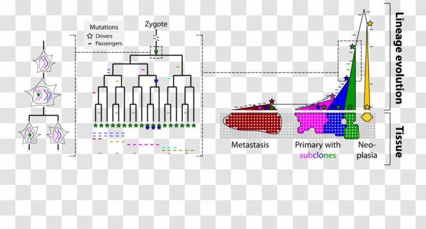 Engineering Structural Variation - Espionage - Variant Cancer Cell Transparent PNG