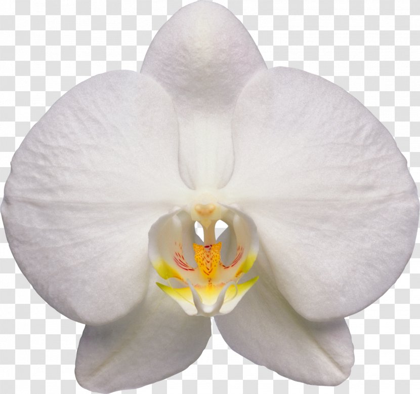 Waling-waling Moth Orchids Flower - White - Orchid Transparent PNG
