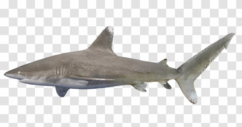 Requiem Sharks Squaliform Fauna - Cartilaginous Fish - Oceanic Whitetip Shark Transparent PNG