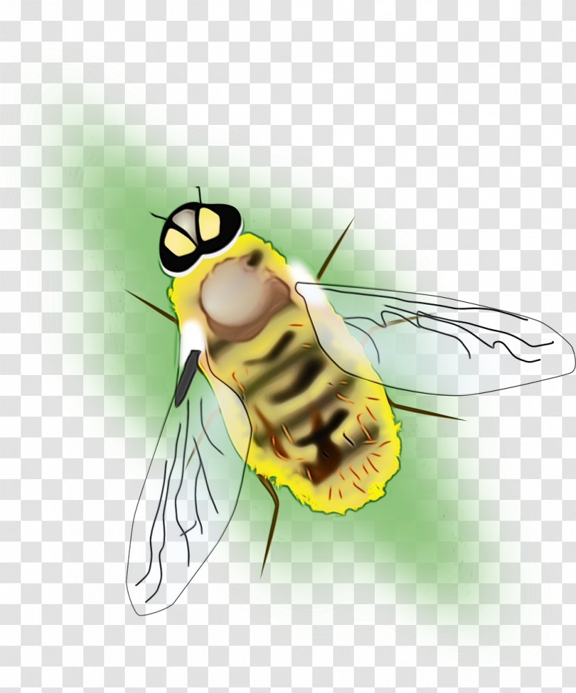 Bee Background - Drosophila Melanogaster - Carpenter Transparent PNG