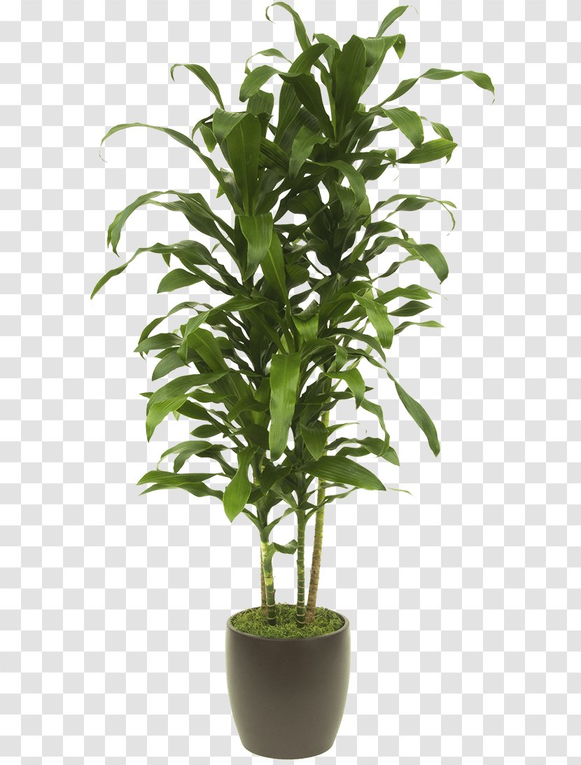 Lucky Bamboo Tropical Woody Bamboos Houseplant Areca Palm - Herb - Plant Transparent PNG