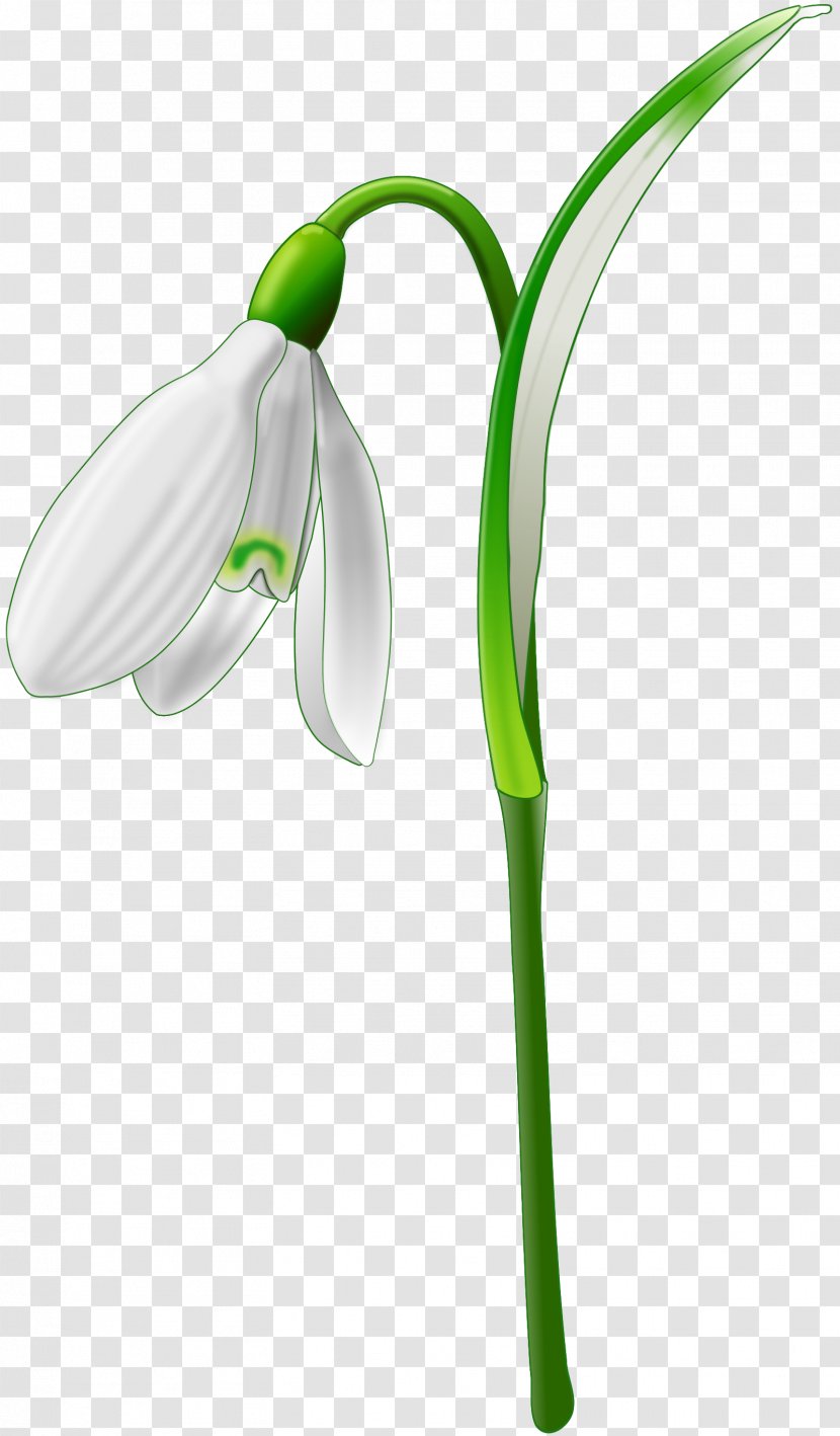 Galanthus Nivalis Clip Art - White - Spring Transparent PNG