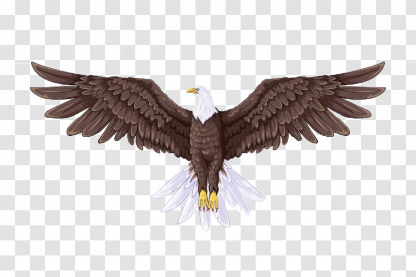 Bald Eagle Drawing Illustration - Stock Photography - Sea Carving Body Computer Effect Map Transparent PNG