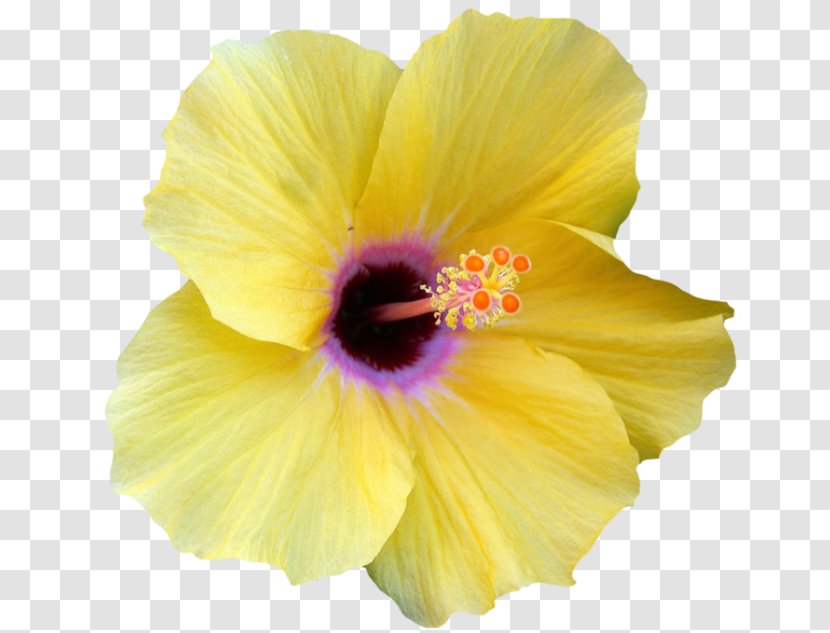 Shoeblackplant Flower Petal Yellow Hibiscus Pollen - Malvales Transparent PNG