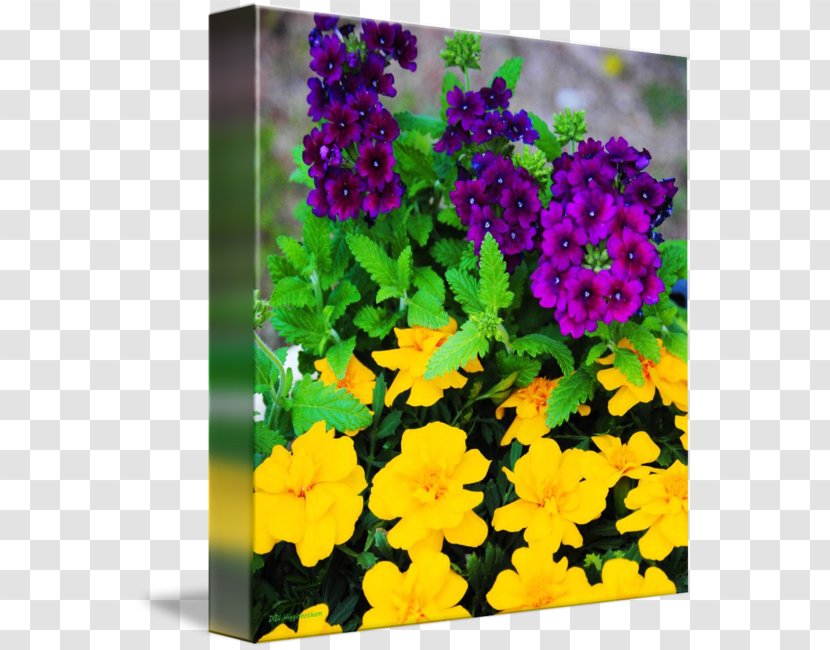 Vervain Primrose Gallery Wrap Annual Plant Canvas - Marigold Watercolor Transparent PNG