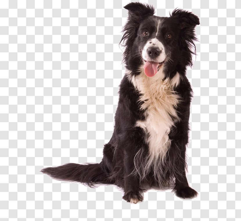Dog Daycare Pet Puppy Kennel Transparent PNG