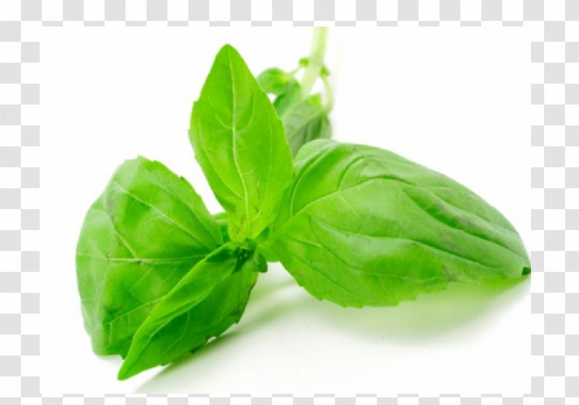 Lemon Basil Thai Cuisine Pesto Italian - Leaf - Tonghao Transparent PNG