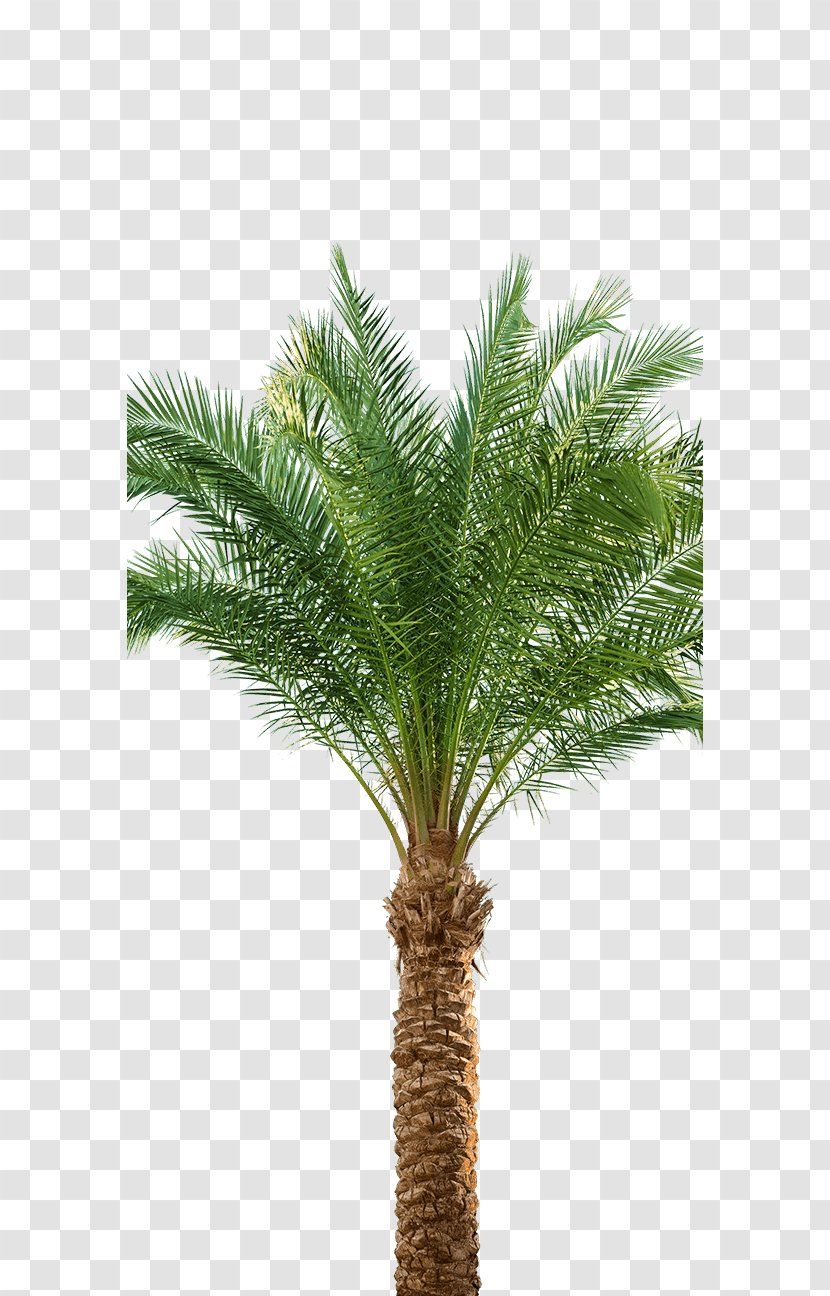 Babassu Asian Palmyra Palm Arecaceae Oil Palms Date - Plant Transparent PNG