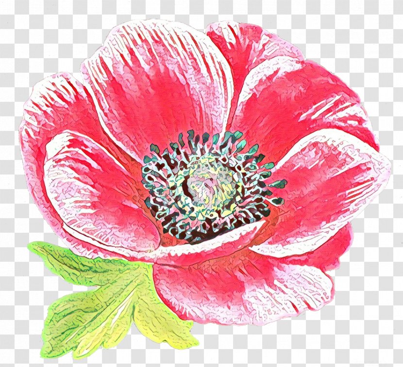 Flower Flowering Plant Petal Pink Oriental Poppy - Corn Transparent PNG