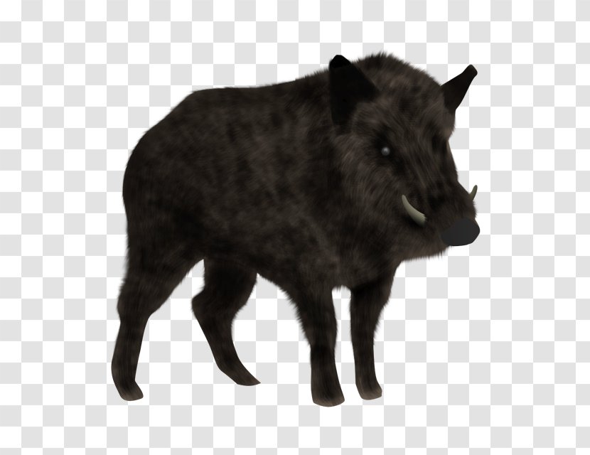 Wild Boar Animal Planet Bambino Cat Peccary - Cow Goat Family Transparent PNG