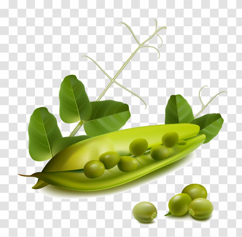 Snow Pea Clip Art Transparent PNG