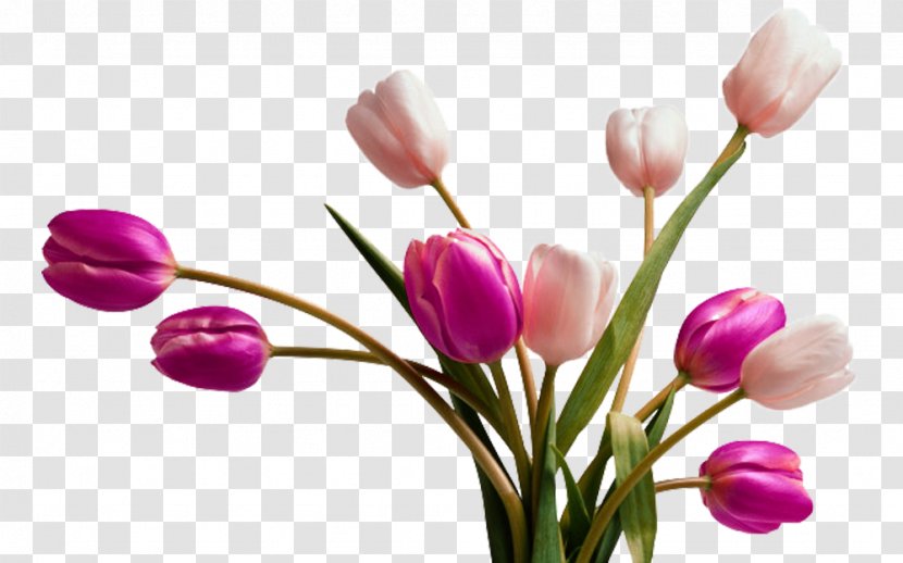 Tulip Vase Flower Clip Art - Magenta - Two Colors Picture Material Transparent PNG