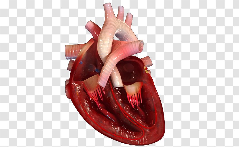Desktop Wallpaper Heart Human Anatomy Body - Cartoon Transparent PNG
