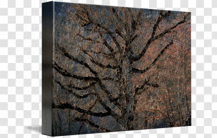 Wood /m/083vt - Tree Transparent PNG
