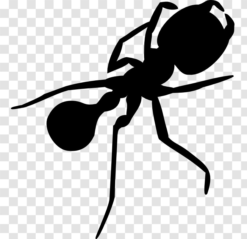 Ant Silhouette Clip Art - Cartoon Transparent PNG