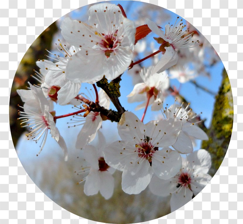 Cherry Blossom Spring Petal ST.AU.150 MIN.V.UNC.NR AD - Bornlovely Transparent PNG