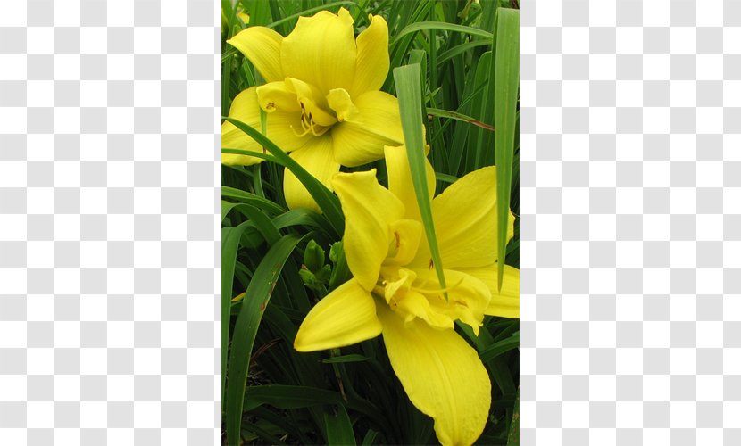 Canna Common Evening-primrose Daylily Lily M - Evening Primrose - October Liberation Day Transparent PNG