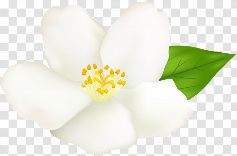 Clip Art Image Illustration Transparency - Flower - White Clipart Transparent PNG