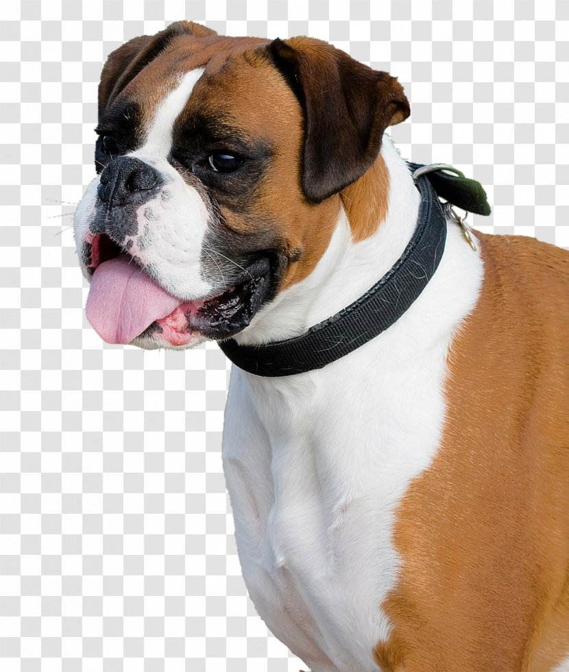 Boxer Bulldog Miniature Schnauzer English Cocker Spaniel Dobermann - Dog Crossbreeds Transparent PNG